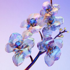 Gazer - Orchids Jungle