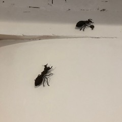 Track 1 - syNNCC Mix