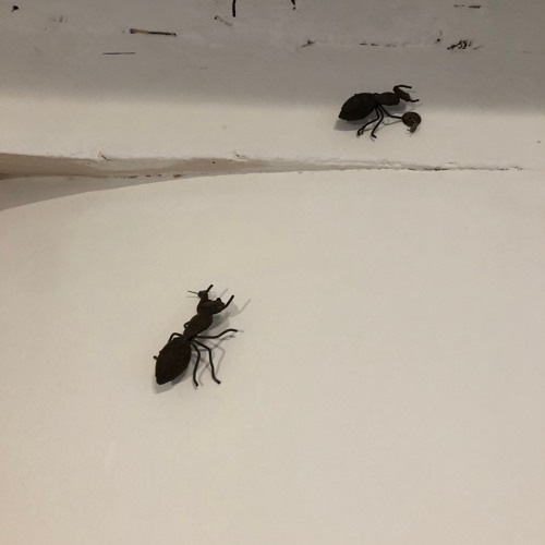 Track 1 - syNNCC Mix