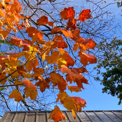 Finding Harmony - Chair  10-28-25