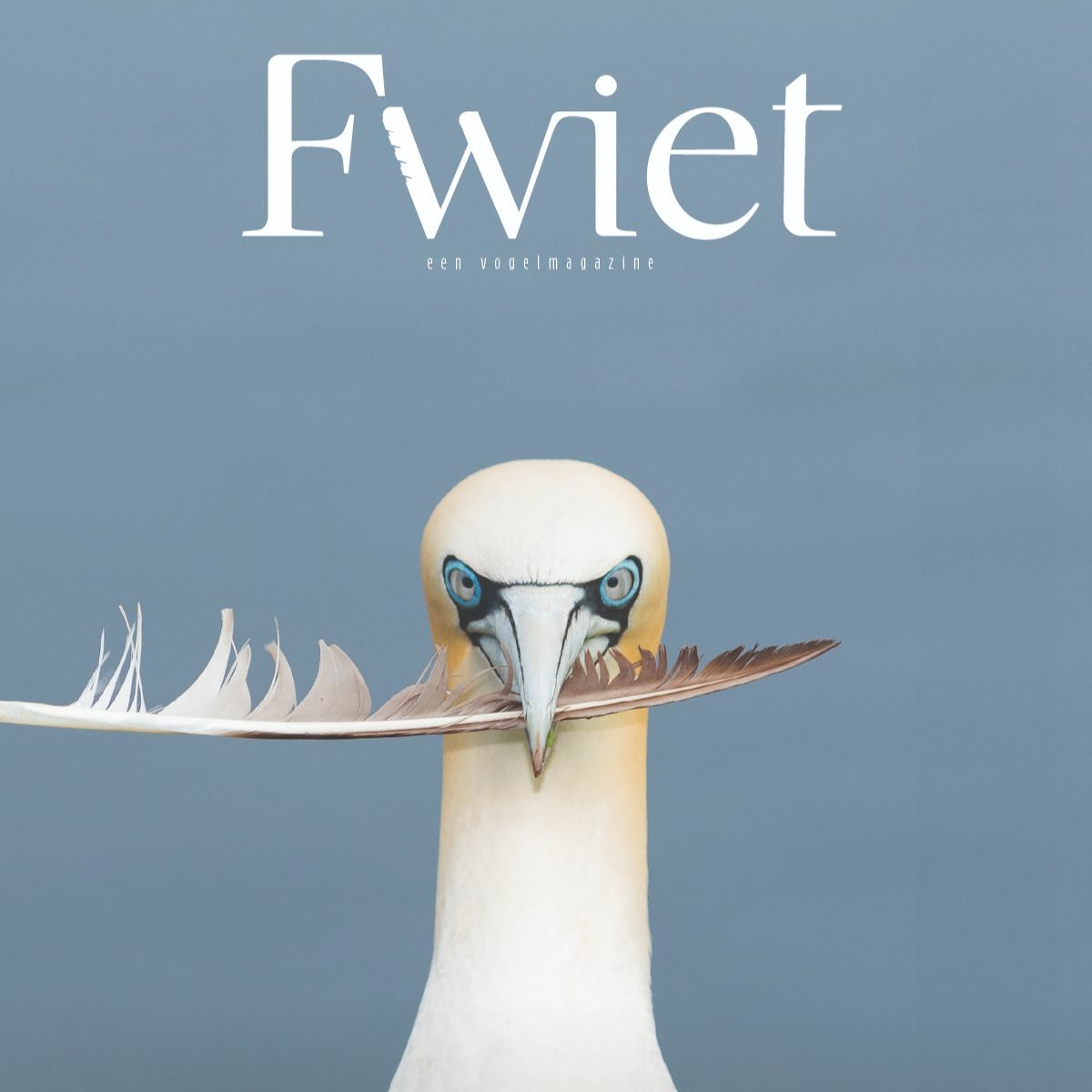 Fwiet! Fwiet! 50 Vogelmagazine 4: Zee met Jeroen Denaeghel