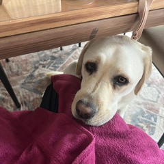 Johnny Paycheck - Sharon Rae