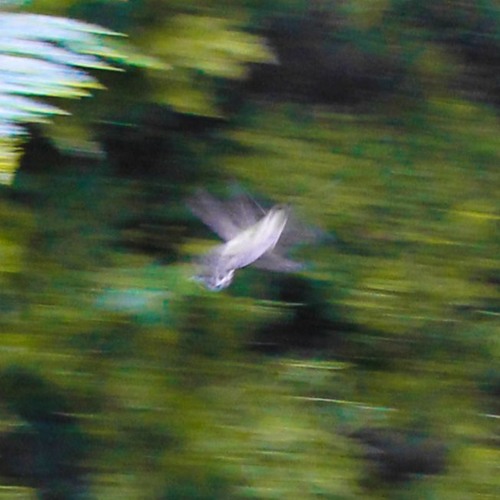 so tired (beabadoobee flip)