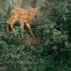 Сироткин & SALUKI — Сердца не найти в продаже