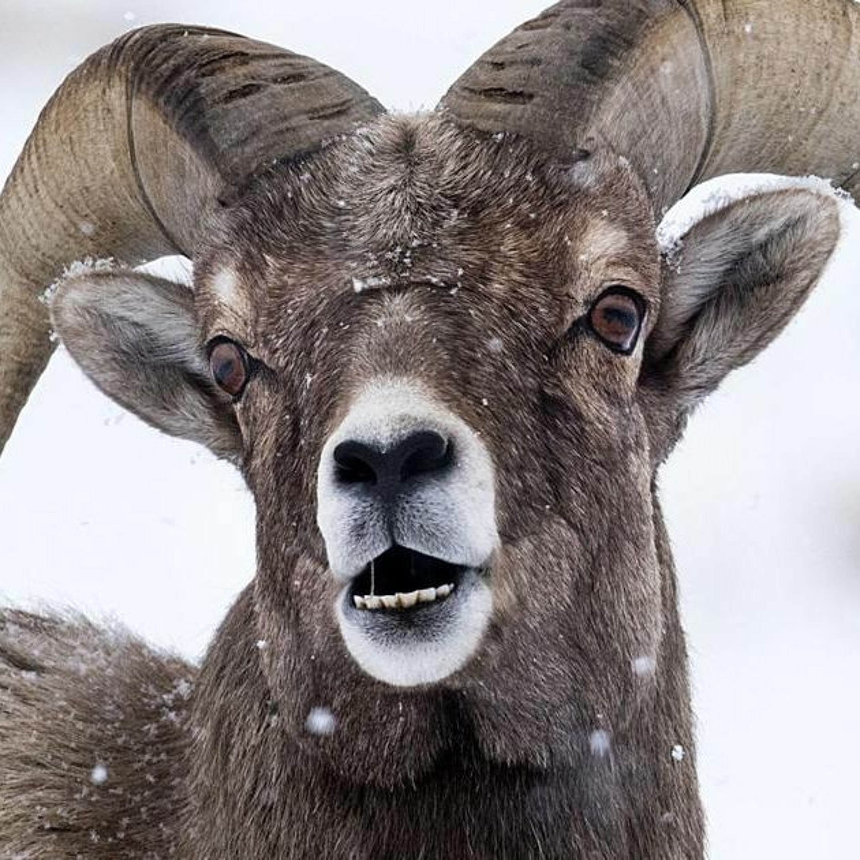 News Brief April 18 | GTNP Updates Sheep Count, Immigrant Hope Offering Assistance for Ukrainians episode artwork