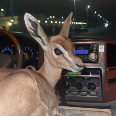 مككس شلات 🔰 ّ