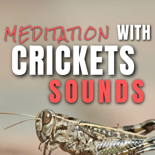 Stream Cricket Sounds Listen to Meditation with Crickets Sounds
