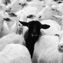 another black sheep By Syd Da Shayr (Lyrics in description)