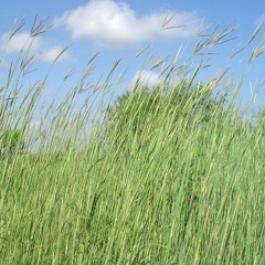to make a prairie