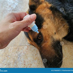 Best Dog Eye Irritation Treatment Reviews