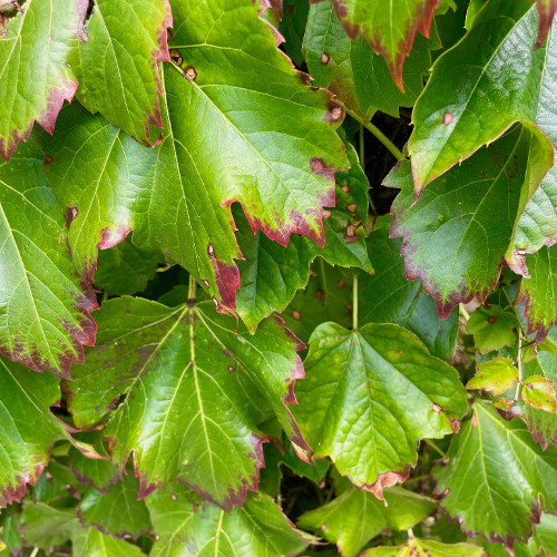 doodling on a  c minor morning