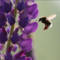 Lupine