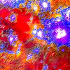 SHO=COMB JELLY >< SHO=SIPHONOPHORE