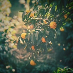 NRMNT - Lime Juice MASTER