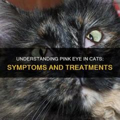 Best Cat Pink Eye Treatment Reviews