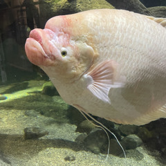 Jackson (prod. JesusBailey) *Taken*