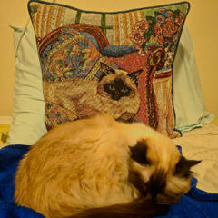 celine prod. sonbahar