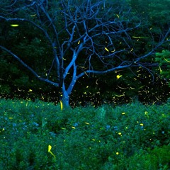 "FIREFLIES" JUICE WRLD X YOUNG IGI TYPE BEAT | SOLD