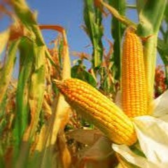 No Corn on Tygart