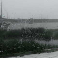 why’s this dealer? - niko b