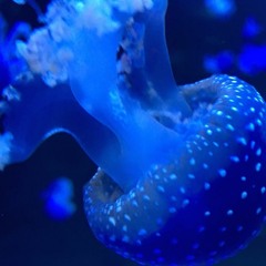 Dj Happy Sound Tech House Mix N°3