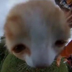 Eichhörnchen Verspeisung