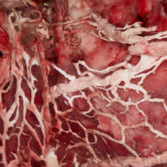 VISCERA (CLIP)