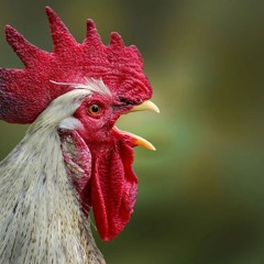 Cluck And Roll