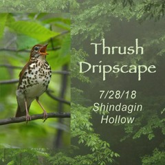 Thrush Dripscape