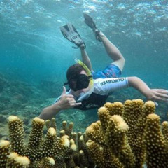 Best Fiji Resorts For Snorkeling Prices Reviews