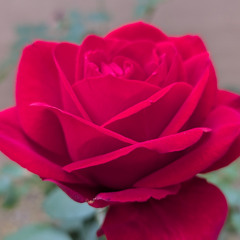 Nambide ninna - Narasimha dasaru