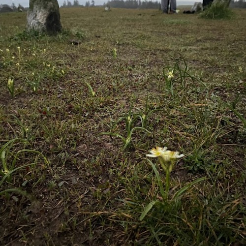 Wish The Ground Was Flowers