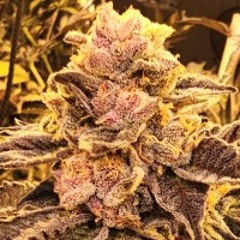 Brain Juice x Jedi Scum (Brain Scum)