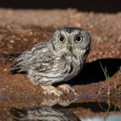 RHODA - Rachel Garlin & SaranaYoga