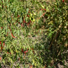 3hr fertalizer - Kitchen table mix with  Frankie Jo