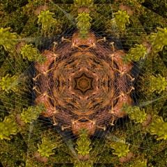 Winter Solstice Whirl