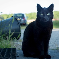 Blvck Cat (Prod. Immortal)