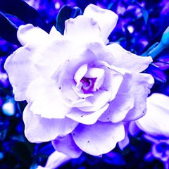 Nightshade