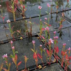 Mong Ước Kỷ Niệm Xưa  - Our Song Việt Nam Performance