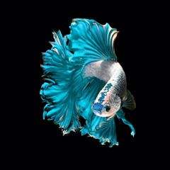 HOUSE CLASSIX MIX (JOHN SUTTON)