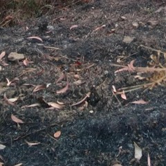 katalystnitrus2024darkpsy set