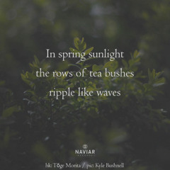 SONG 114 - NaviarHaiku604 - In Spring Sunlight