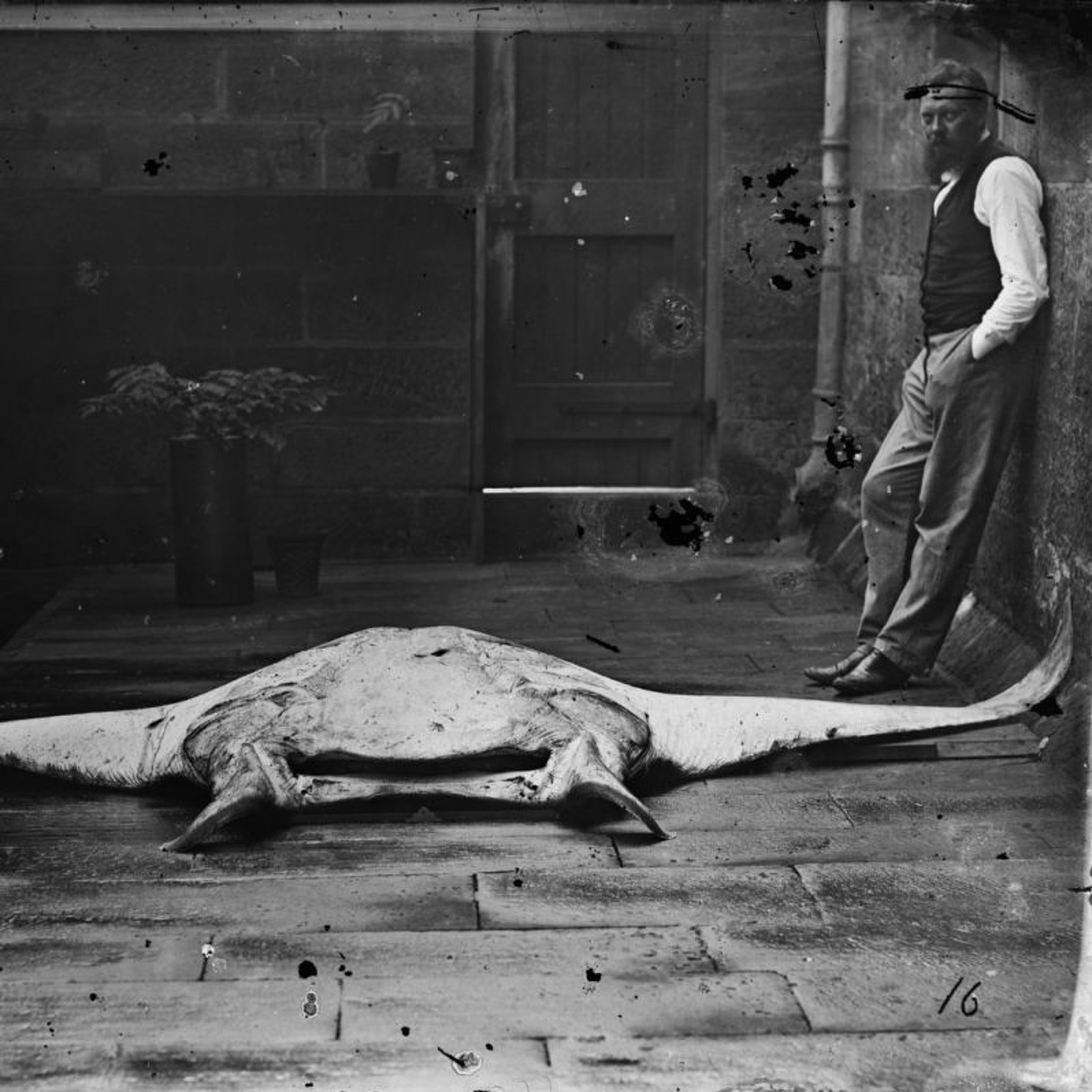 AMplify - Conversations at the Australian Museum