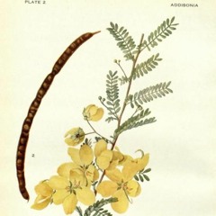 HK_Fantaisies_tracks_64