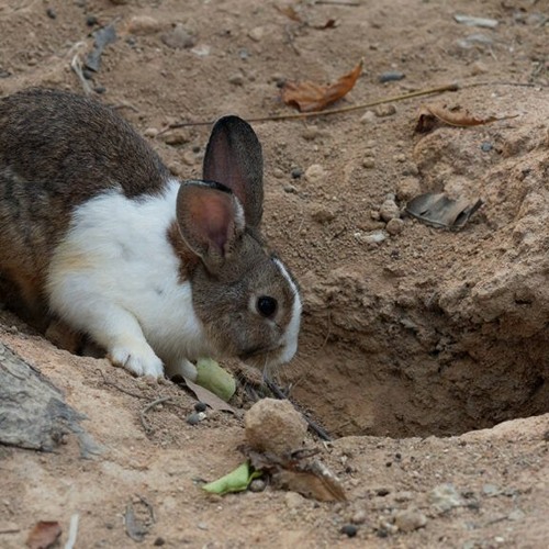 The Mind-Warping Effects of Rabbit Holes