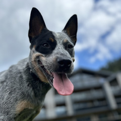 Cattle dog / sketch