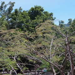 El aleteo del colibrí