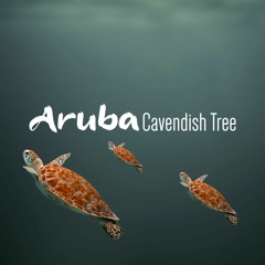 Cavendish Tree - Aruba