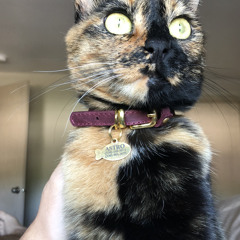 Deep Time with Kade Morrill