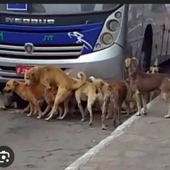 Cachorrada da eletrônica 2023